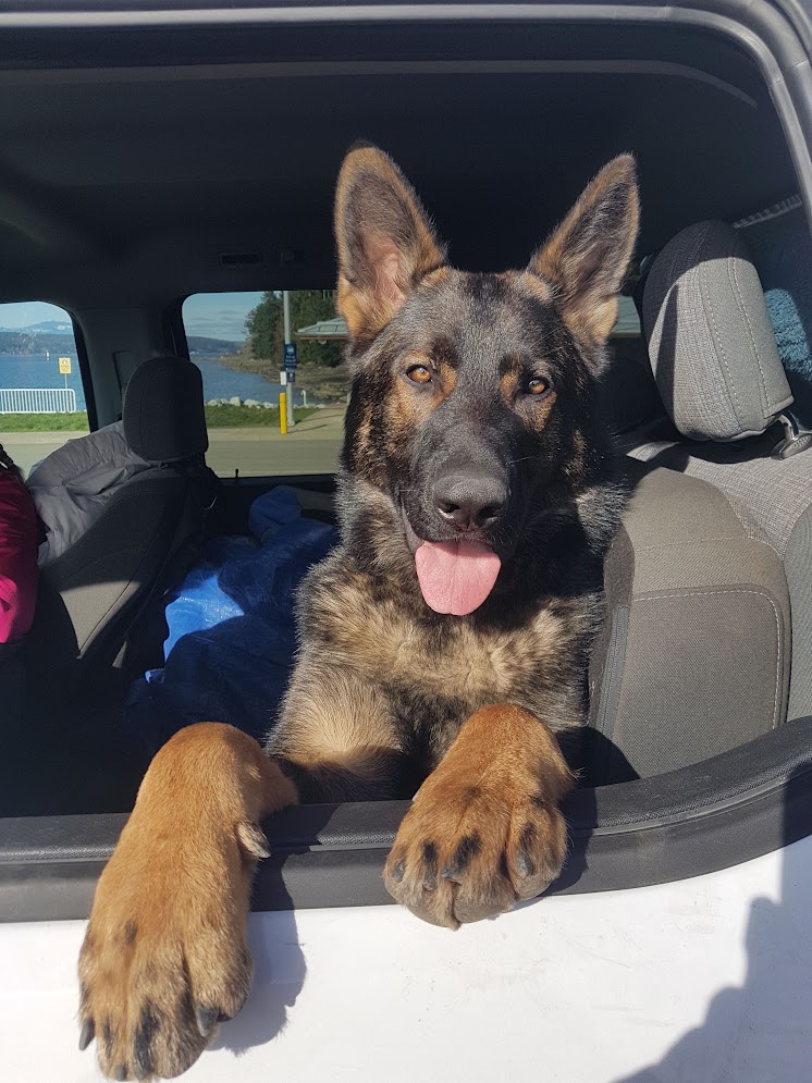 german shepered quadravistafarmstay