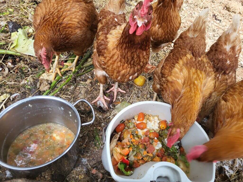 chickens-quadravistafarmstay