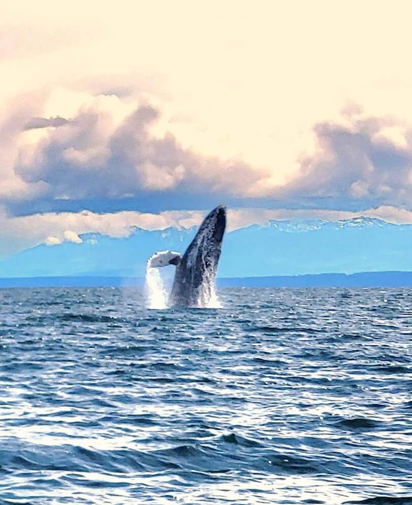 whale-watching-between-quadra-island-and-camble-river