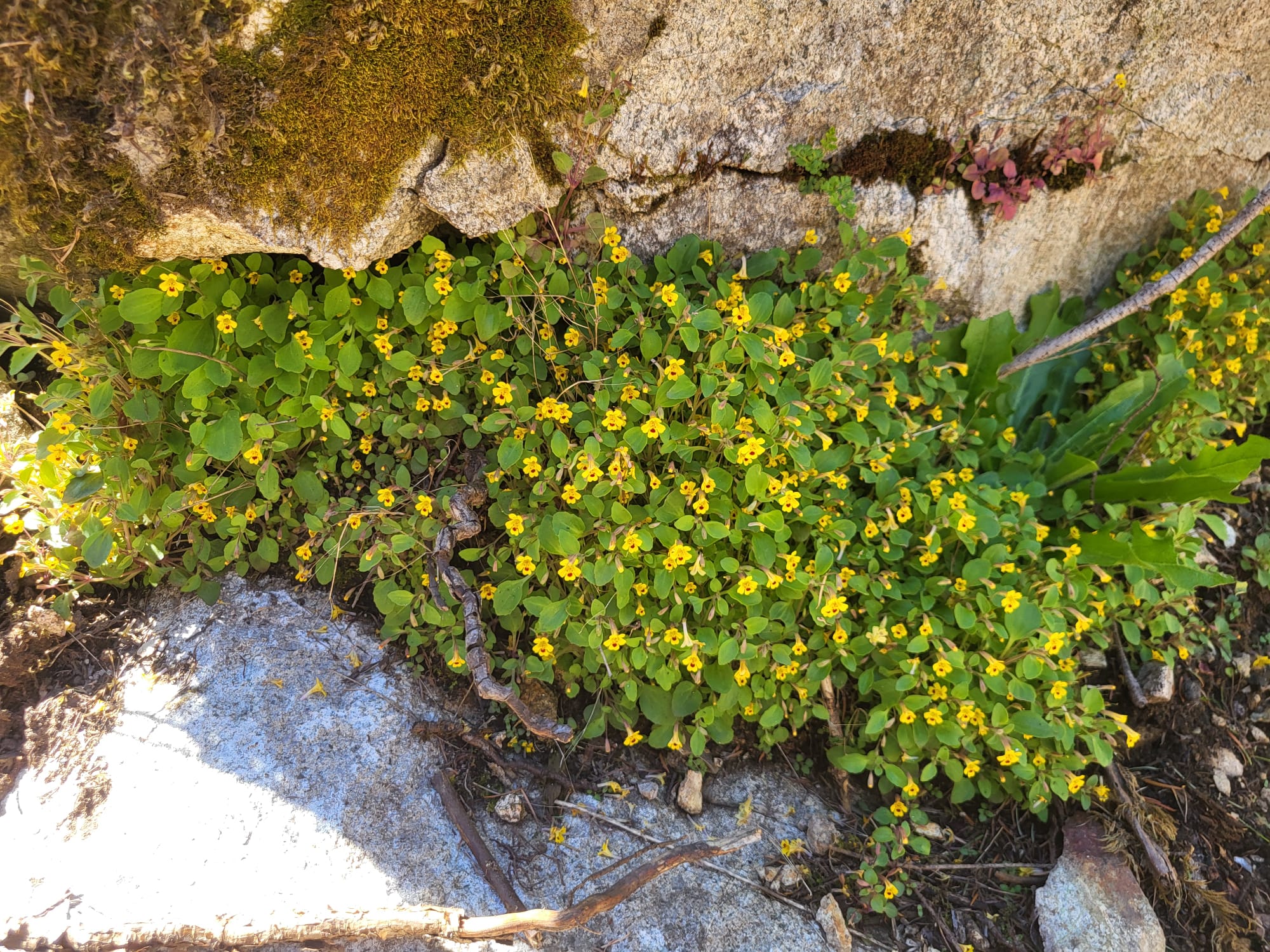 flowers on bedrock